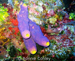 Sponges seen in Grand Cayman August 2008. The East End of... by Bonnie Conley 